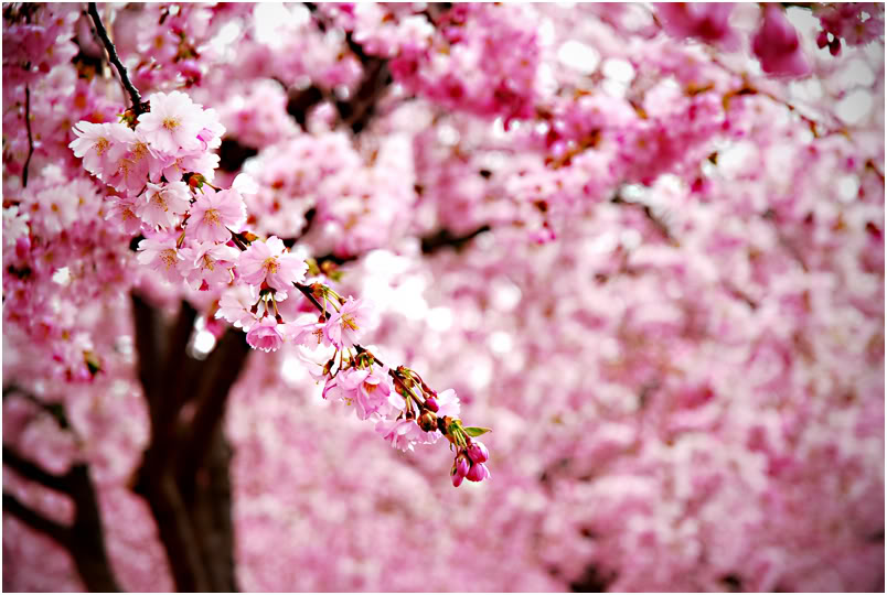 cherry_blossom_by_noimage.jpg