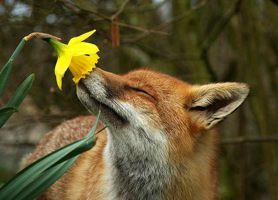 flower-fox.jpg